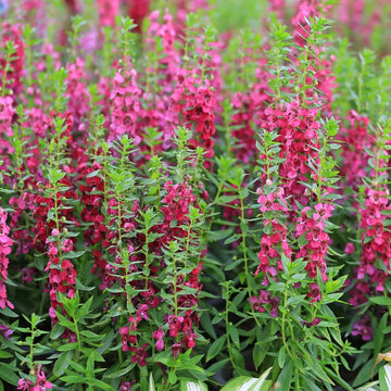 Angelonia Salicariifolia Humb Seeds