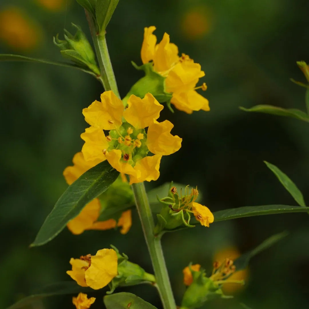 Yellow Heimia Flower seeds for Planting Shade Tolerant Heirloom & GMO Free Seeds for Home Garden 
 
 Sale