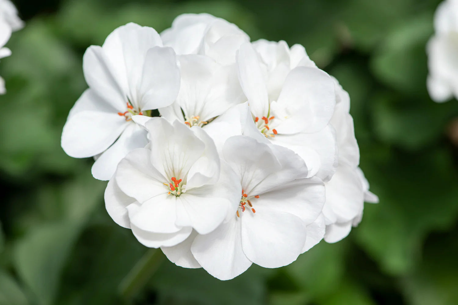 White Geranium Flower Seeds for Planting | Easy-to-Grow Annual Flower Seeds
