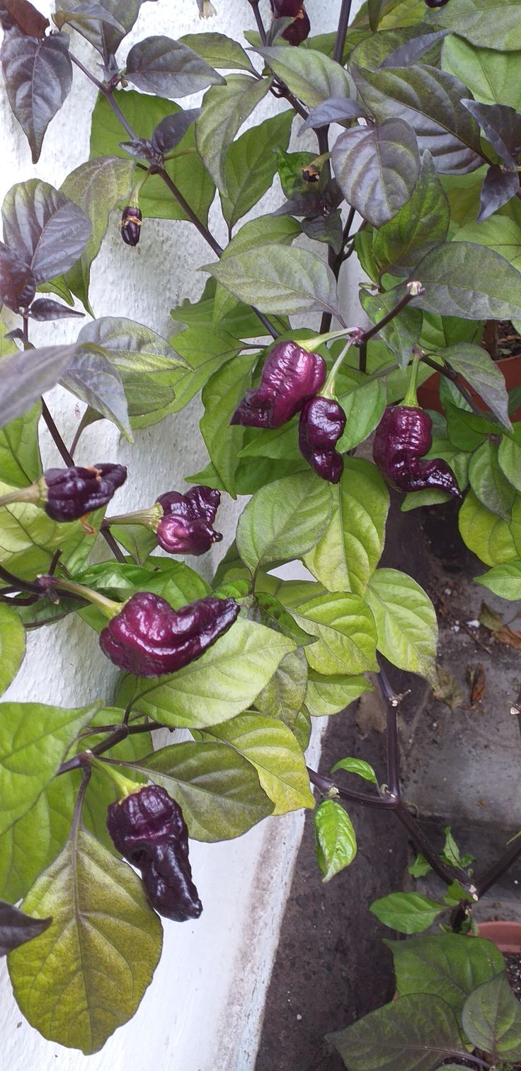 Heirloom hybrid pepper seeds suitable for containers and outdoor gardens.