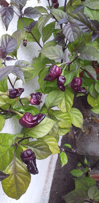 Heirloom hybrid pepper seeds suitable for containers and outdoor gardens.