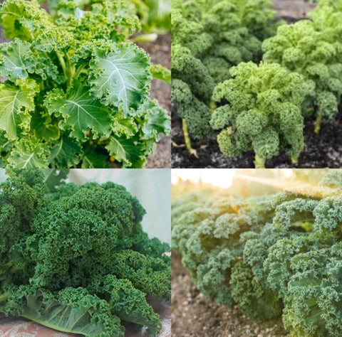 Variety of kale plants growing with lush green and textured leaves.
