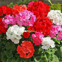 Geranium Flower seeds for Planting - Shade Tolerant, Heirloom & GMO Free Seeds for Home Garden  Sa