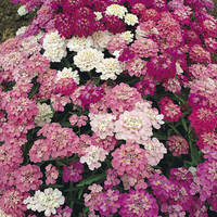 Iberis Candytuft Purple & Pink Mix Seeds for Colorful Garden Blooms