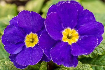 Purple Yellow Primula Malacoides Seeds for Planting Shade Tolerant Heirloom & GMO Free Seeds for Home Garden
 
 Sale