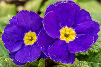 Primula Malacoides Blue Yellow Flower seeds for Planting - Low Maintenance, Heirloom & GMO Free Seeds for Home Garden