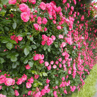 Heirloom Climbing Rose Flower seeds for Planting Premium Quality Heirloom & GMO Free Seeds for Home Garden
