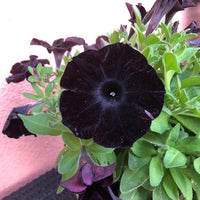 Black Petunia flower seeds growing into deep dark blooms in a garden bed.