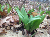 Narrow Leaf Ramp perennial herb growing in a natural garden setting.