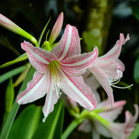 Amaryllis Barbados Flower seeds for Planting - Bright Blooms, Heirloom & GMO Free Seeds for Home Garden