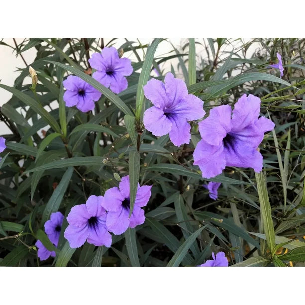Ruellia (Ruellia Humillis) seeds for planting in home garden