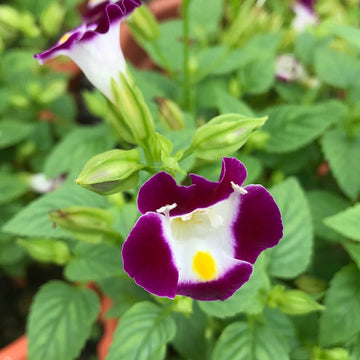 Violet Torenia Kauai Flower seeds for Planting - Hardy Variety, Heirloom & GMO Free Seeds for Home Garden
 
 Sale for planting in home garden