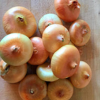 Cipollini Yellow Onion Seeds for Planting – Sweet Coin Shaped Heirloom Onion Vegetable Seeds