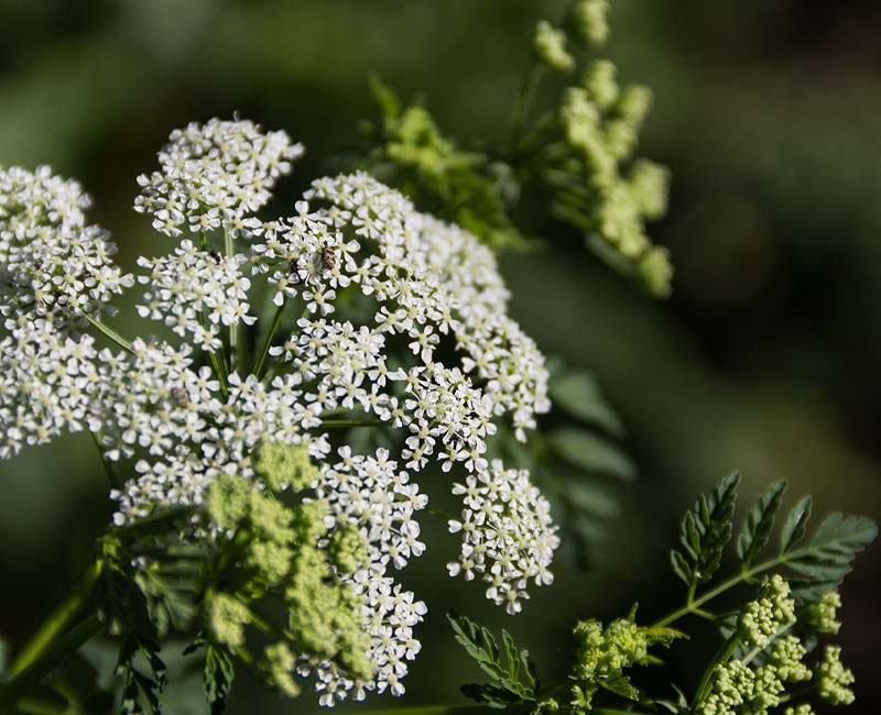 White Hemlock flowers blooming in a garden landscape.
