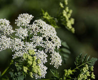 White Hemlock flowers blooming in a garden landscape.
