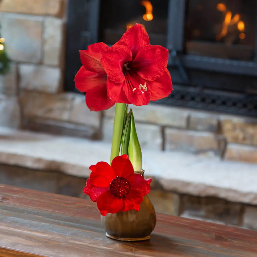Red Picasso Base Waxed Amaryllis Bulb for Indoor Decorative Floral Display