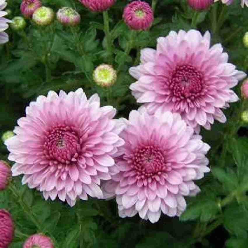 Crucianella Flower seeds for Planting - Premium Quality, Heirloom & GMO Free Seeds for Home Garden