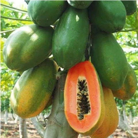 Solo papaya tree with lush green leaves in an outdoor garden.