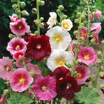 Mixed Hollyhock Flower seeds for Planting - Garden Favorite, Heirloom & GMO Free Seeds for Home Garden