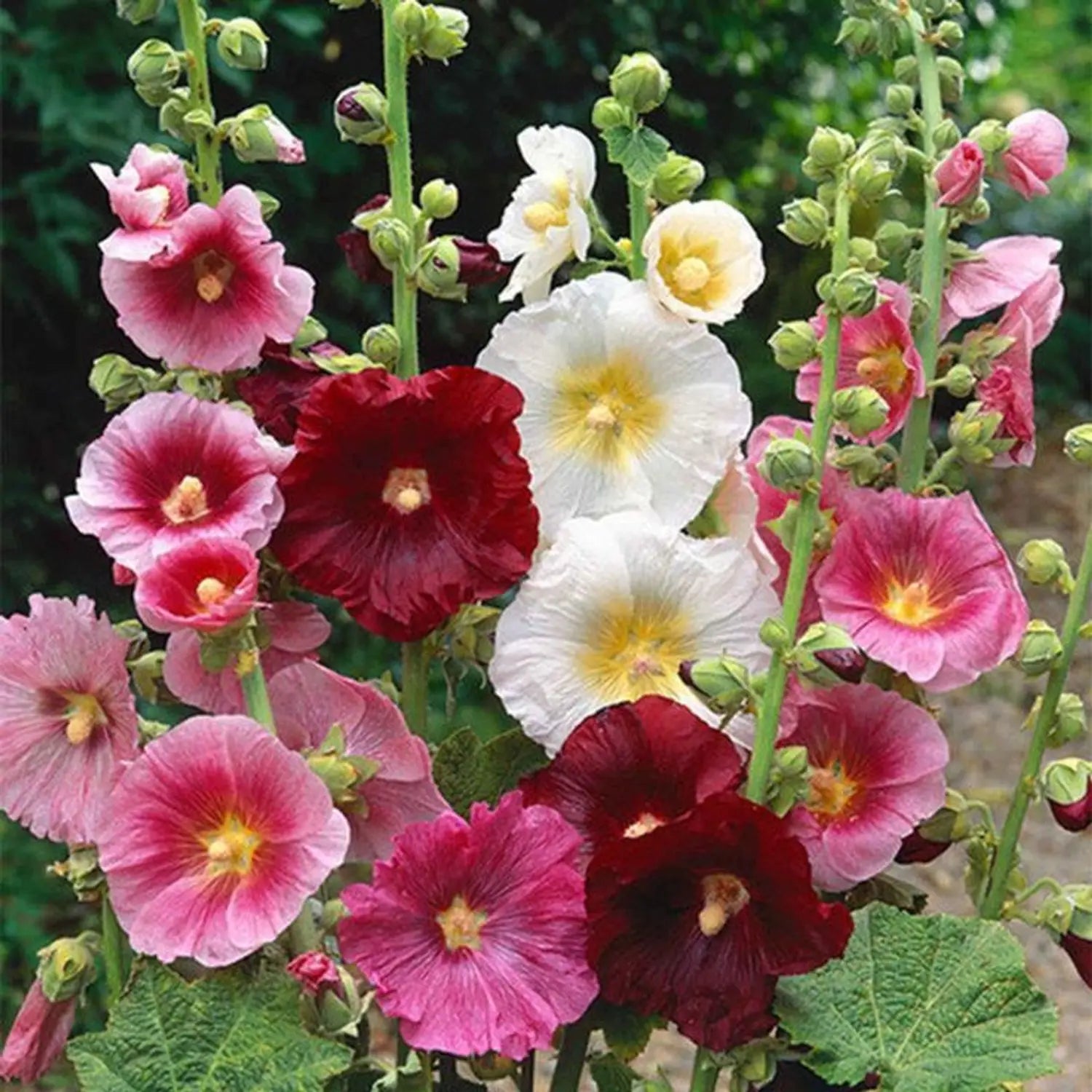 Mixed Alcea Flower seeds for Planting Low Maintenance Heirloom & GMO Free Seeds for Home Garden 
 
 Sale