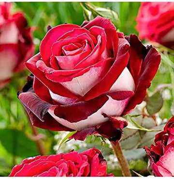 Rare Deep Red and White Osiria Ruby Rose Flower seeds for Planting - Shade Tolerant, Heirloom & GMO Free Seeds for Home Garden