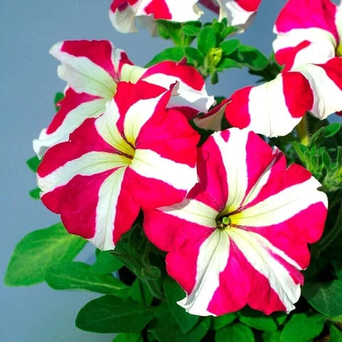 Red and White Oblique Petunia Flower Seeds for Easy Planting