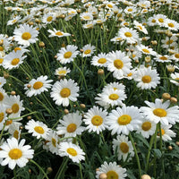 Roman Chamomile plants with white daisy-like flowers growing in a garden.
