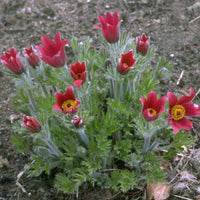 Kuhschelle Flower seeds for Planting - Long Bloom Season, Heirloom & GMO Free Seeds for Home Garden
