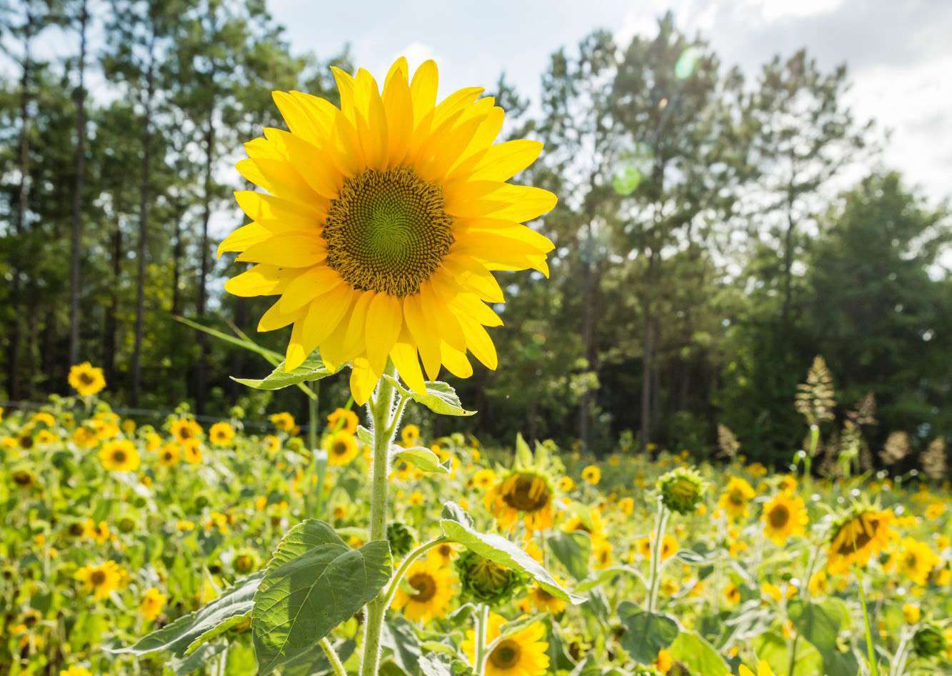 Miniature Sunflower Seeds for Planting Helianthus Annuus home garden small pots