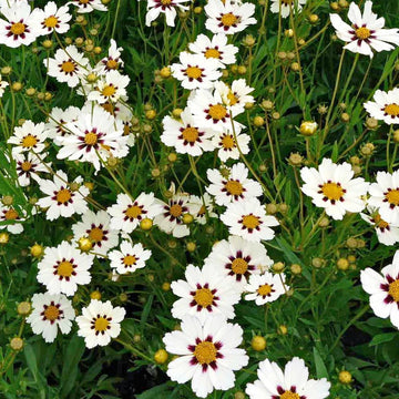 White Coreopsis Flower Seeds Planting
