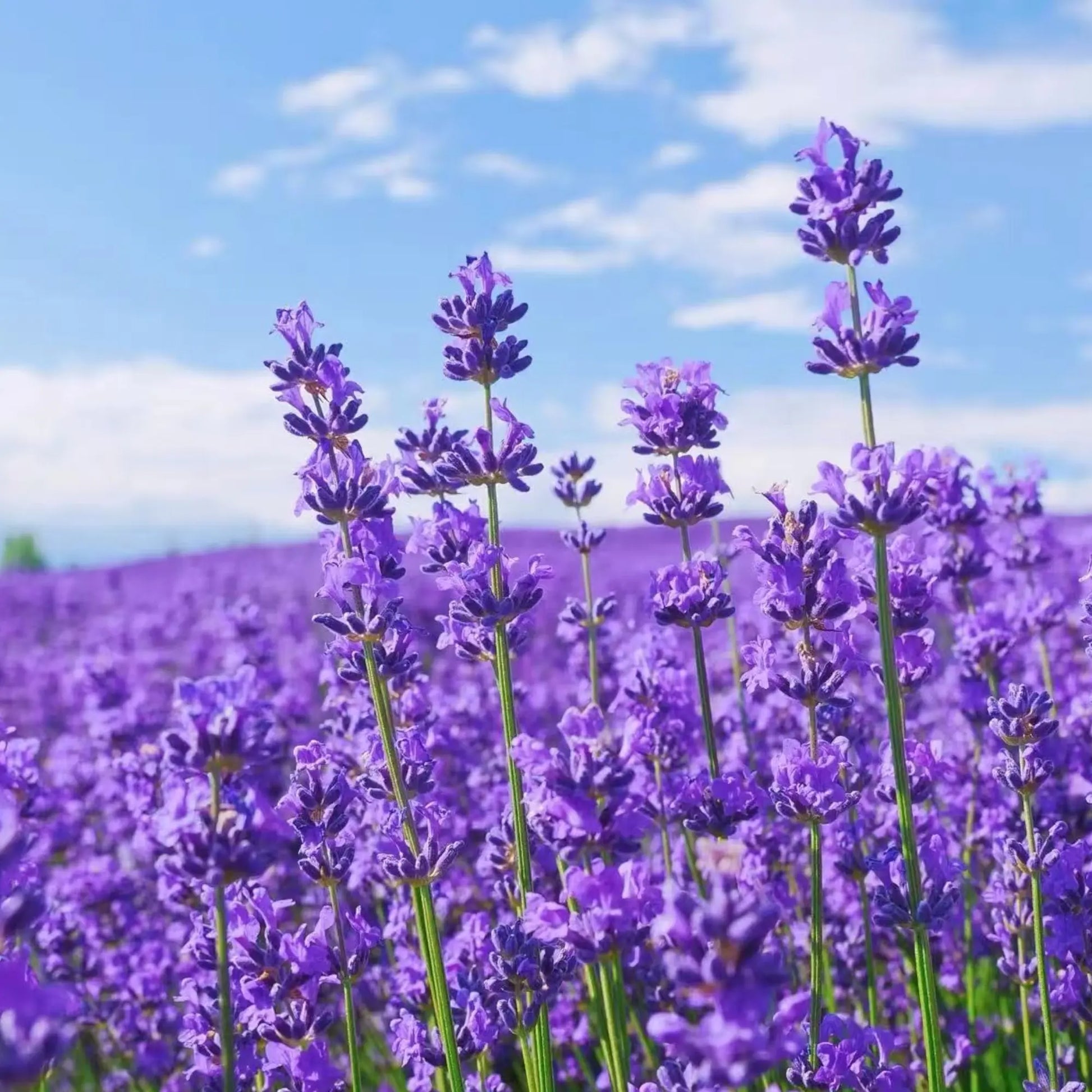 Lavender Fragrant Flower seeds for Planting Long Bloom Season Heirloom & GMO Free Seeds for Home Garden 
 
 Sale