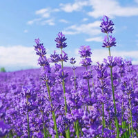 Violet Lavender Flower Seeds for Planting Long Bloom Season Heirloom & GMO Free Seeds for Home Garden
 
 Sale