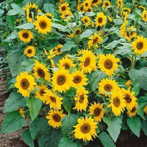 Compact Sunspot Dwarf Sunflowers adding bright color to a garden border.
