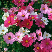 Non-GMO cosmos flower seeds suitable for containers, borders, and raised garden beds.