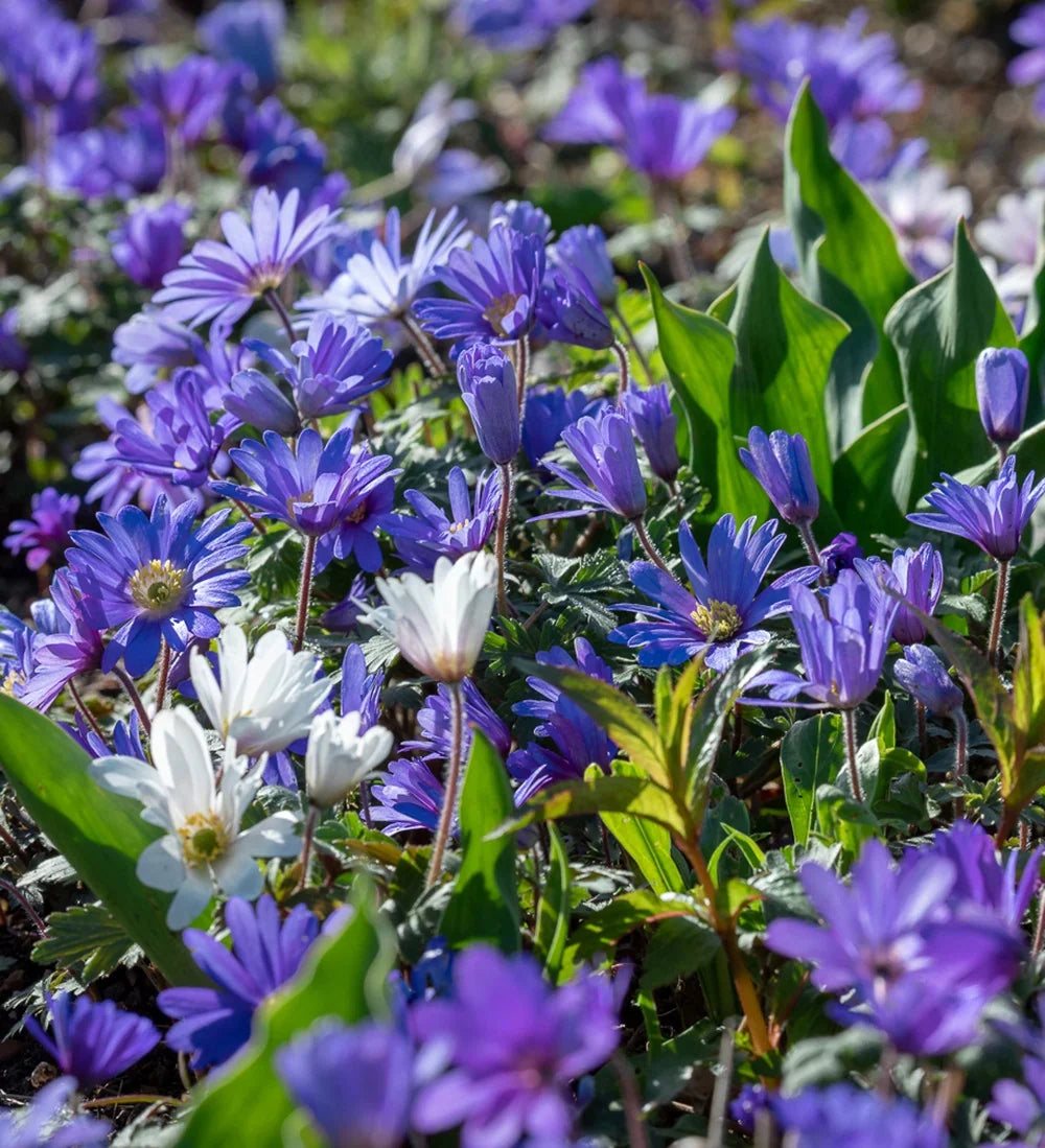 Anemone Blanda Blue Shades bulbs with blue spring flowers