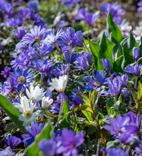 Anemone Blanda Blue Shades bulbs with blue spring flowers