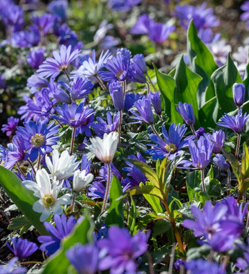 Anemone Blanda Blue Shades bulbs with blue spring flowers