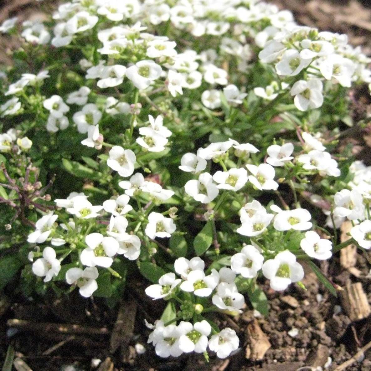 Carpet of Snow Alyssum Flower Seeds for Borders, Ground Cover & Garden Beds