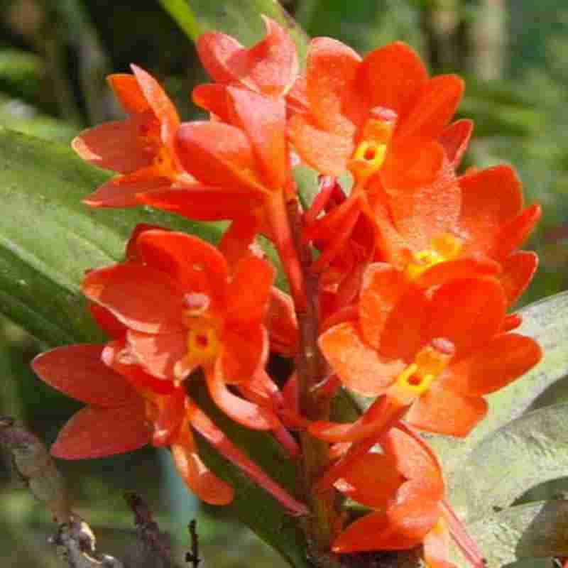Ascocentrum Ampullaceum Orange Flower Seeds  Easy Planting