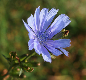 Antler Chicory flowering plant in a natural wildflower landscape