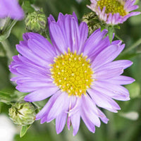 Blue Tataricus Flower seeds for Planting - Shade Tolerant, Heirloom & GMO Free Seeds for Home Garden