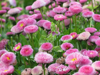 Pink Bellis Flower seeds for Planting Premium Quality Heirloom & GMO Free Seeds for Home Garden
 
 Sale