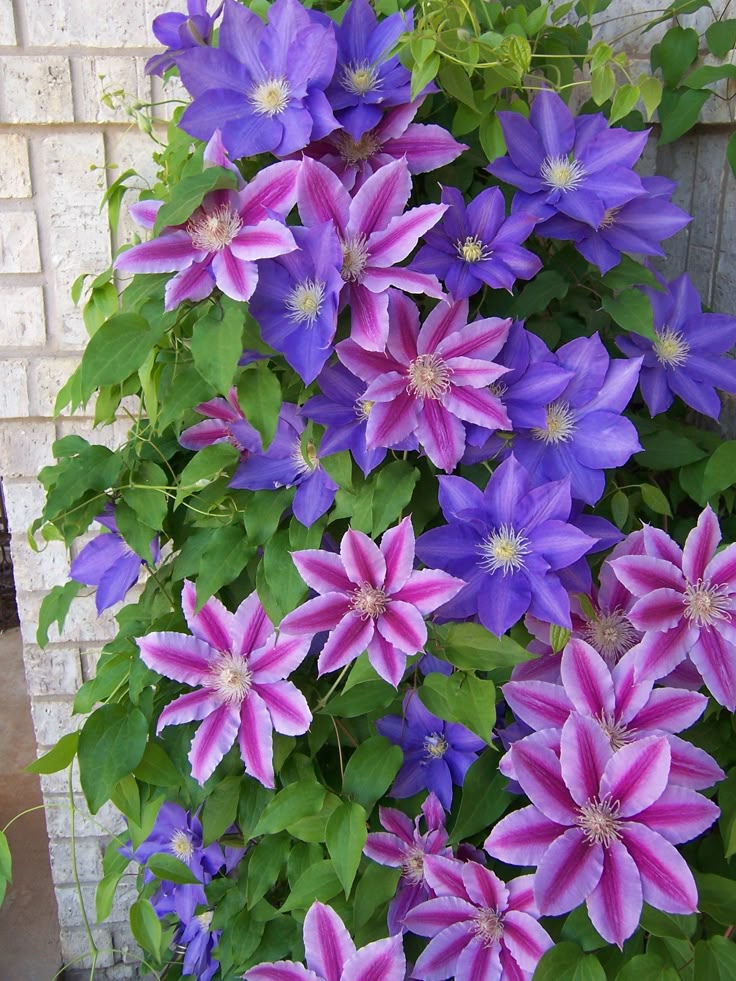 Mixed Clematis plants for outdoor garden planting