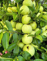 Mixed Guava fruits growing on a tropical tree with green leaves.

