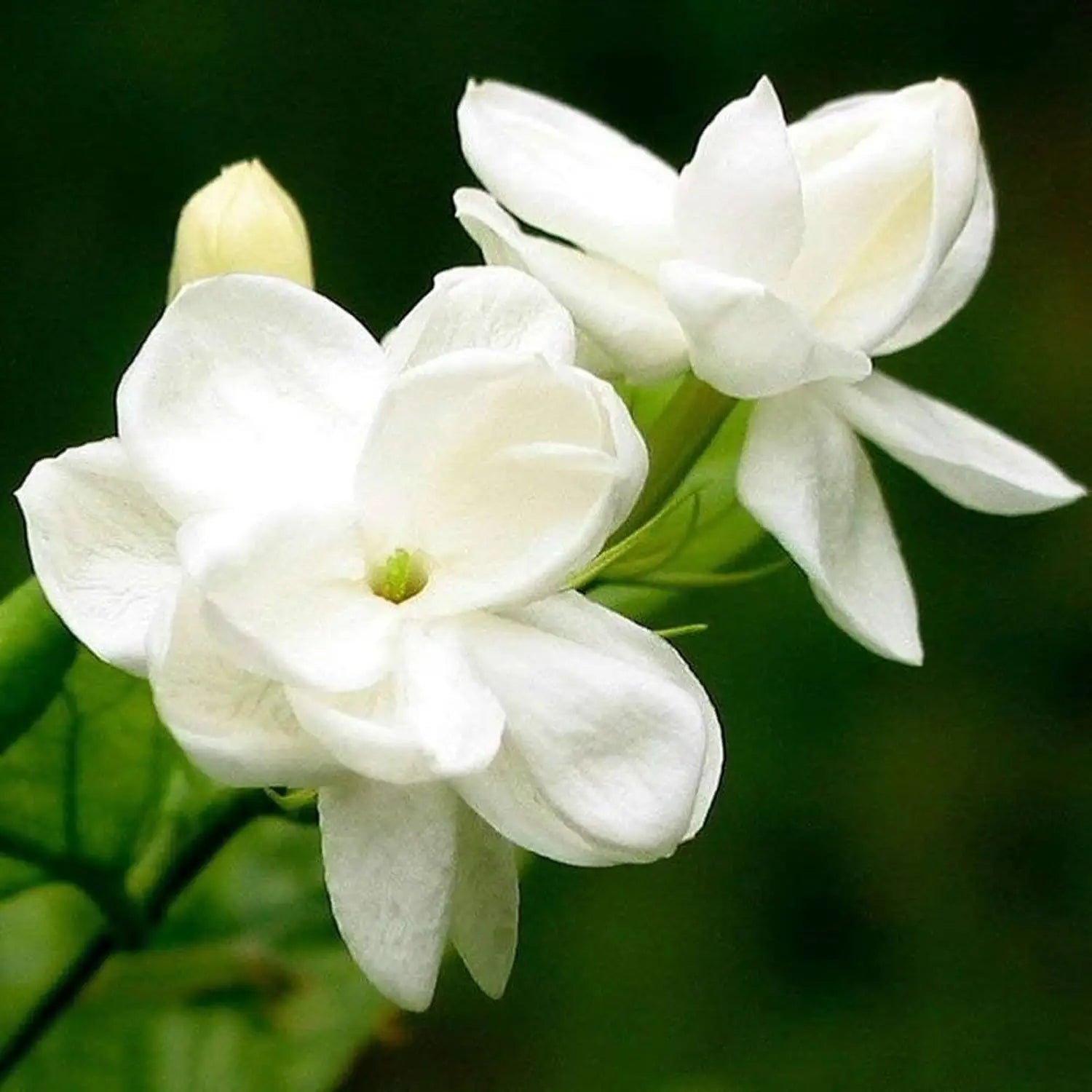 Jasmine Seeds for Planting – Fragrant Heirloom Flower Seeds for Home Garden