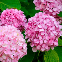 Hydrangea Pink Flower seeds for Planting - Fragrant Blossoms, Heirloom & GMO Free Seeds for Home Garden