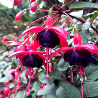 Black Fuchsia Flower seeds for Planting - Bright Blooms, Heirloom & GMO Free Seeds for Home Garden