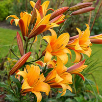 Perfume Lily Flower Seeds For Planting And Gardening