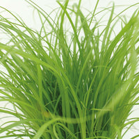 Cat grass seeds for planting in indoor pots and containers.