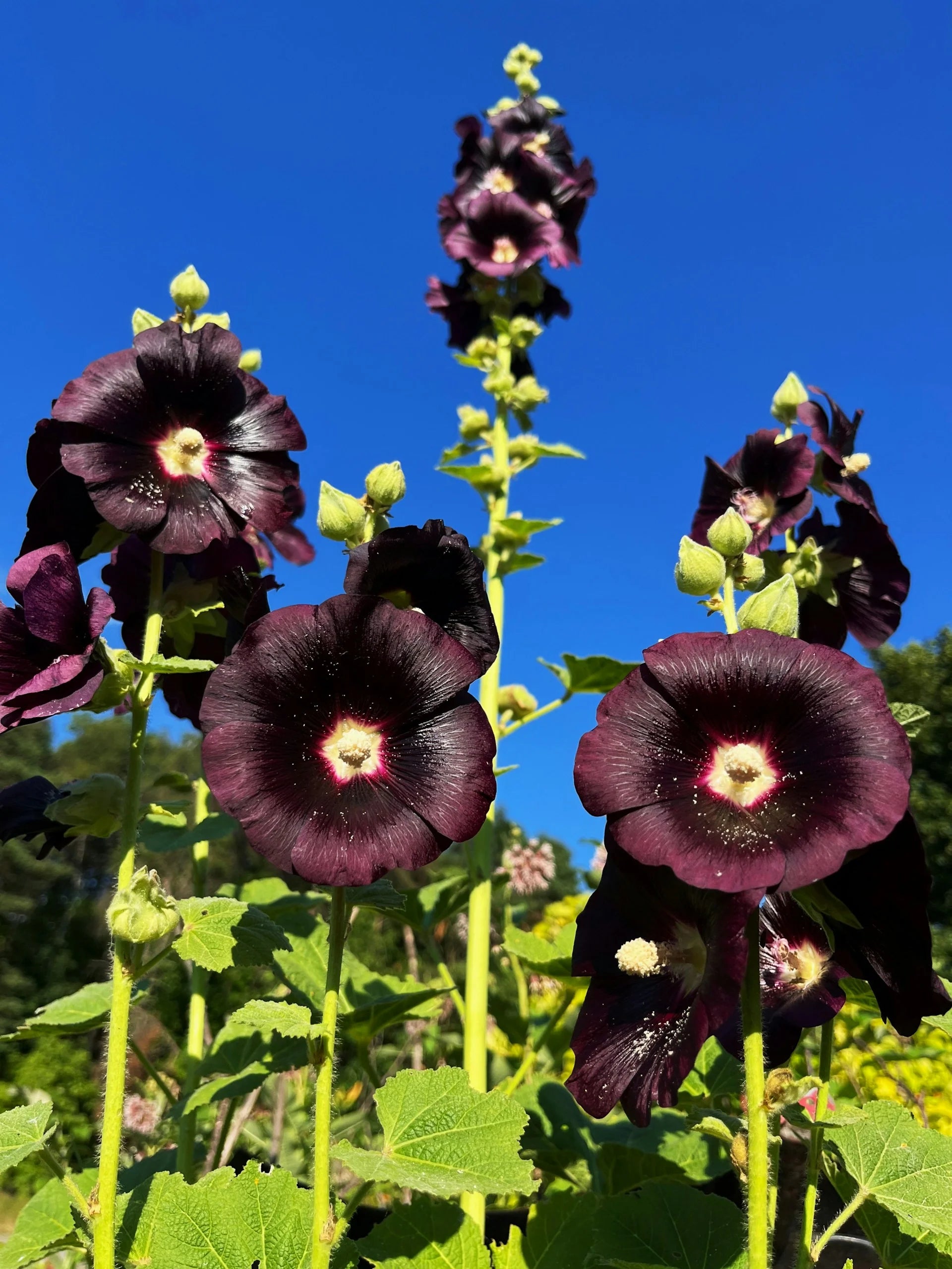 Black Hollyhock Flower seeds for Planting Shade Tolerant Heirloom & GMO Free Seeds for Home Garden 
 
 Sale